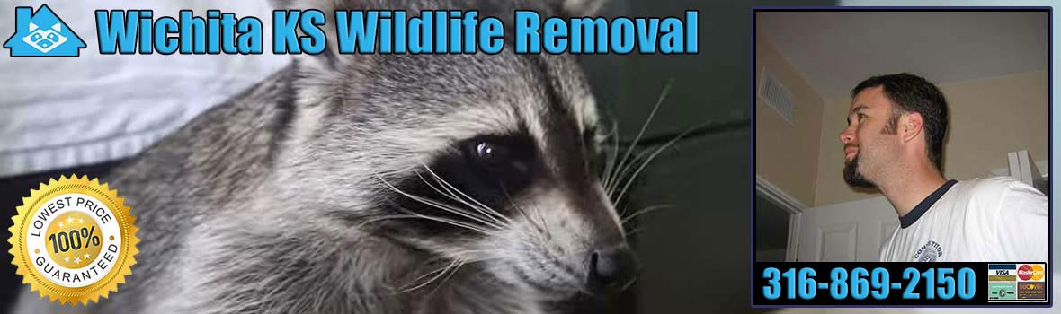 Wichita Wildlife and Animal Removal